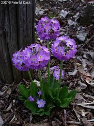 Attēlu rezultāti vaicājumam “Primula farinosa fruit”