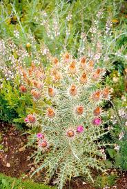 Image result for Ptilostemon afer