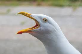 Attēlu rezultāti vaicājumam “Larus argentatus eggs”