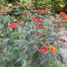 Image result for Heliopsis scabra