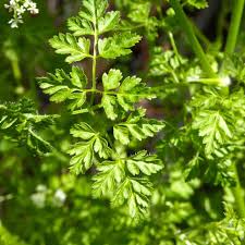Image result for Anthriscus cerefolium
