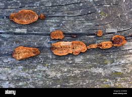 Attēlu rezultāti vaicājumam “Dichomitus campestris”