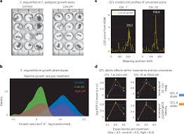 Attēlu rezultāti vaicājumam “Sphagnum angustifolium sporophyte”