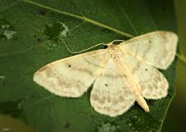 Attēlu rezultāti vaicājumam “Idaea biselata”