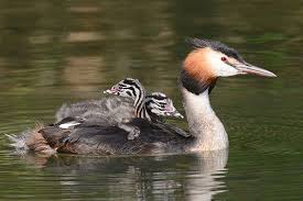 Attēlu rezultāti vaicājumam “Podiceps cristatus adult”