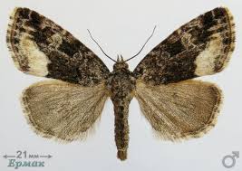 Attēlu rezultāti vaicājumam “Protodeltote pygarga”