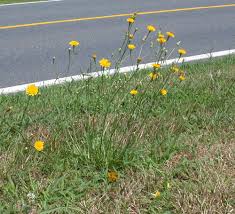 Attēlu rezultāti vaicājumam “Leontodon autumnalis  flower”