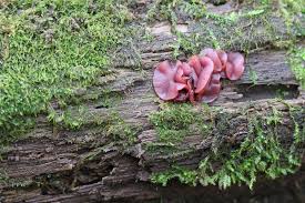 Attēlu rezultāti vaicājumam “Ascocoryne cylichnium”