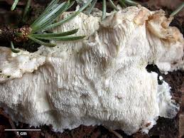 Attēlu rezultāti vaicājumam “Postia undosa”