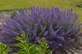 Attēlu rezultāti vaicājumam “Nepeta x faassenii”