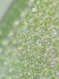 Attēlu rezultāti vaicājumam “Odontoschisma denudatum cells”