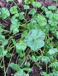 Attēlu rezultāti vaicājumam “Malva moschata leaf”