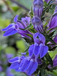 Attēlu rezultāti vaicājumam “Calystegia inflata leaf”