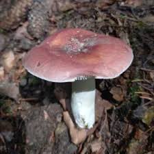 Attēlu rezultāti vaicājumam “Russula vesca”