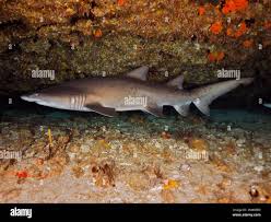 Image result for Carcharias taurus