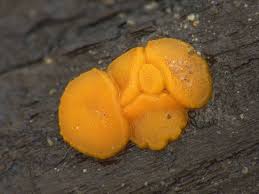 Attēlu rezultāti vaicājumam “Miladina lecithina”