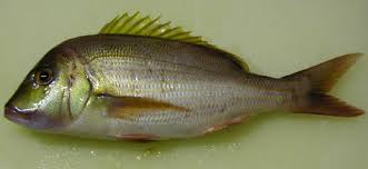 Image result for Polysteganus undulosus