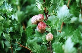 Attēlu rezultāti vaicājumam “Ribes uva-crispa fruit”
