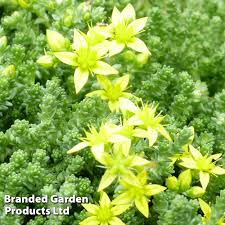 Attēlu rezultāti vaicājumam “Sedum acre leaf”