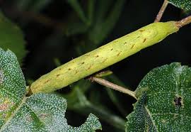 Attēlu rezultāti vaicājumam “Lacanobia contigua imago”