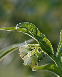 Attēlu rezultāti vaicājumam “Geranium bohemicum bud”