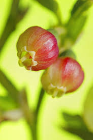 Attēlu rezultāti vaicājumam “Vaccinium myrtillus flower”