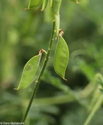 Attēlu rezultāti vaicājumam “Vicia tenuifolia”