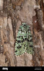 Attēlu rezultāti vaicājumam “Griposia aprilina”