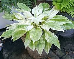 Image result for Hosta White Feather