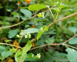 Attēlu rezultāti vaicājumam “Fallopia convolvulus leaf”
