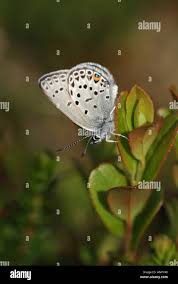 Attēlu rezultāti vaicājumam “Vacciniina optilete underside”