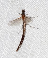 Attēlu rezultāti vaicājumam “Lymexylidae”