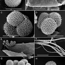 Attēlu rezultāti vaicājumam “Trichia scabra spores”