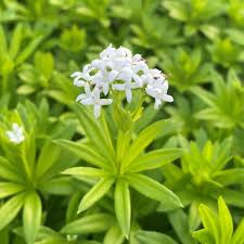 Image result for Galium odoratum