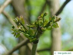 Attēlu rezultāti vaicājumam “Gymnocladus dioicus bud”