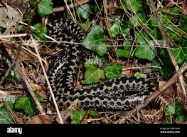 Attēlu rezultāti vaicājumam “Vipera berus adult”