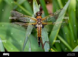 Attēlu rezultāti vaicājumam “Libellula quadrimaculata exuvia”