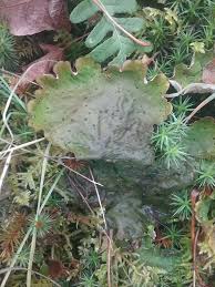 Attēlu rezultāti vaicājumam “Peltigera leucophlebia”