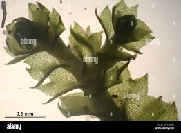 Attēlu rezultāti vaicājumam “Barbilophozia attenuata”