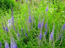 Attēlu rezultāti vaicājumam “Veronica spicata”