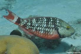 Image result for Sparisoma viride