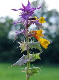 Attēlu rezultāti vaicājumam “Melampyrum nemorosum flower”