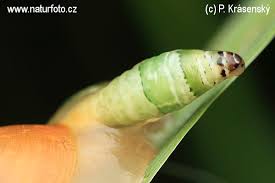 Attēlu rezultāti vaicājumam “Leucochloridium paradoxum”