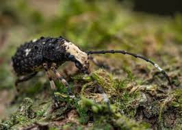 Attēlu rezultāti vaicājumam “Platystomos albinus”