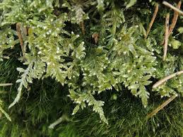 Attēlu rezultāti vaicājumam “Cirriphyllum piliferum”