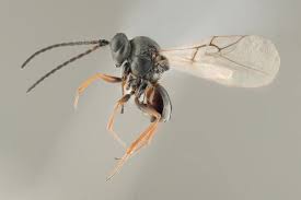 Attēlu rezultāti vaicājumam “Aulacidea hieracii”