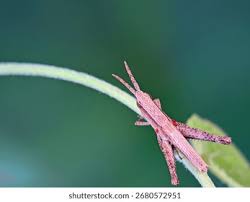 Attēlu rezultāti vaicājumam “Acrididae”