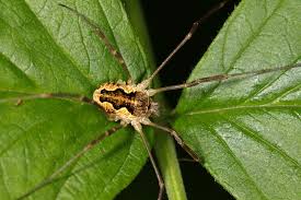 Attēlu rezultāti vaicājumam “Belbodamaeus sp.”