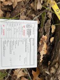 Attēlu rezultāti vaicājumam “Antrodiella semisupina”