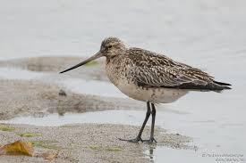 Attēlu rezultāti vaicājumam “Limosa lapponica adult”